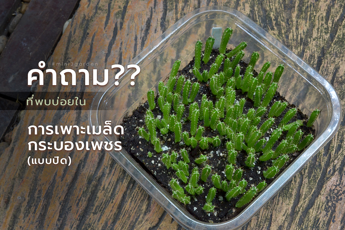 คำถามที่พบบ่อยในการเพาะเมล็ด ต้นอ่อน กระบองเพชร (แคคตัส)&nbsp;แบบปิด