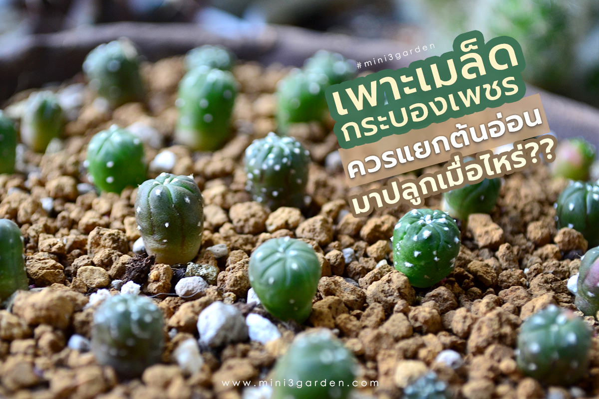 เพาะเมล็ด กระบองเพชร (แคคตัส) จะต้องทำอย่างไรต่อ? ควรแยกมาปลูกเมื่อไหร่?