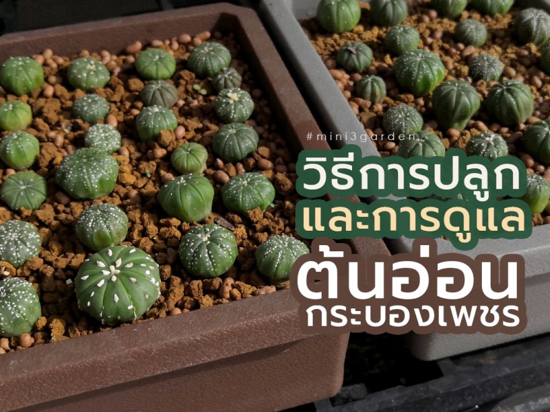 วิธีการปลูกต้นอ่อนกระบองเพชร และการดูแล หลังจากแยกมาจากการเพาะเมล็ด