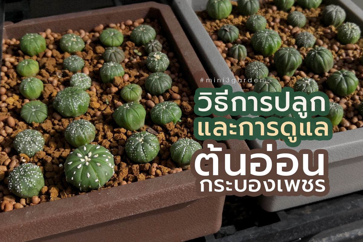 วิธีการปลูกต้นอ่อนกระบองเพชร และการดูแล หลังจากแยกมาจากการเพาะเมล็ด