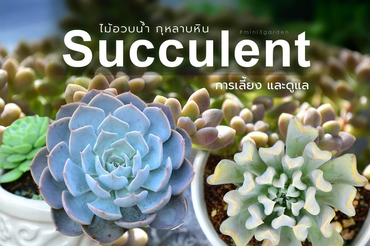 ไม้อวบน้ำ สายพันธุ์ กุหลาบหิน ( Succulent ) การเลี้ยง&nbsp;และดูแล