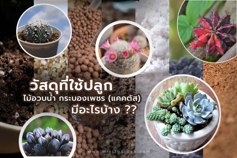 วัสดุที่ใช้ปลูก ไม้อวบน้ำ กระบองเพชร (แคคตัส) มีอะไรบ้าง&nbsp;ใช้ทำอะไรบ้าง??