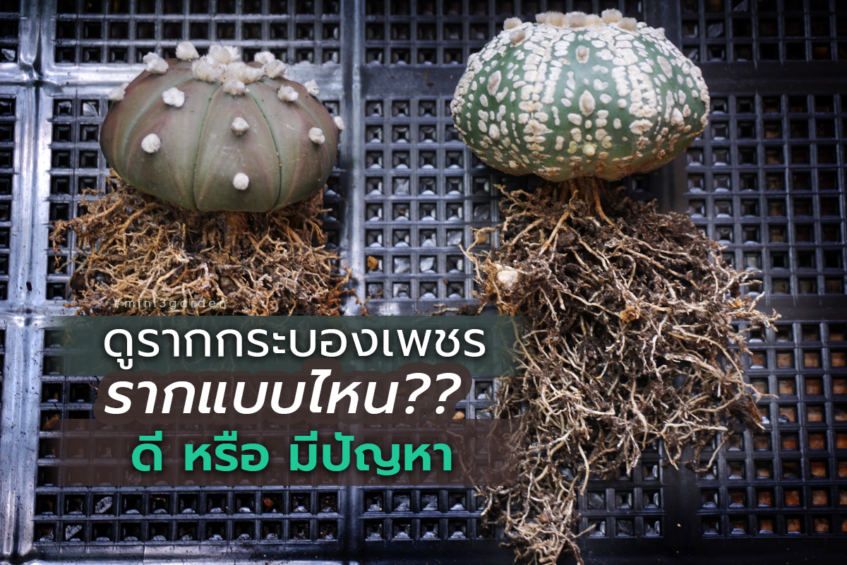 วิธีดูรากกระบองเพชร (แคคตัส) รากแบบไหนดี&nbsp;หรือมีปัญหา