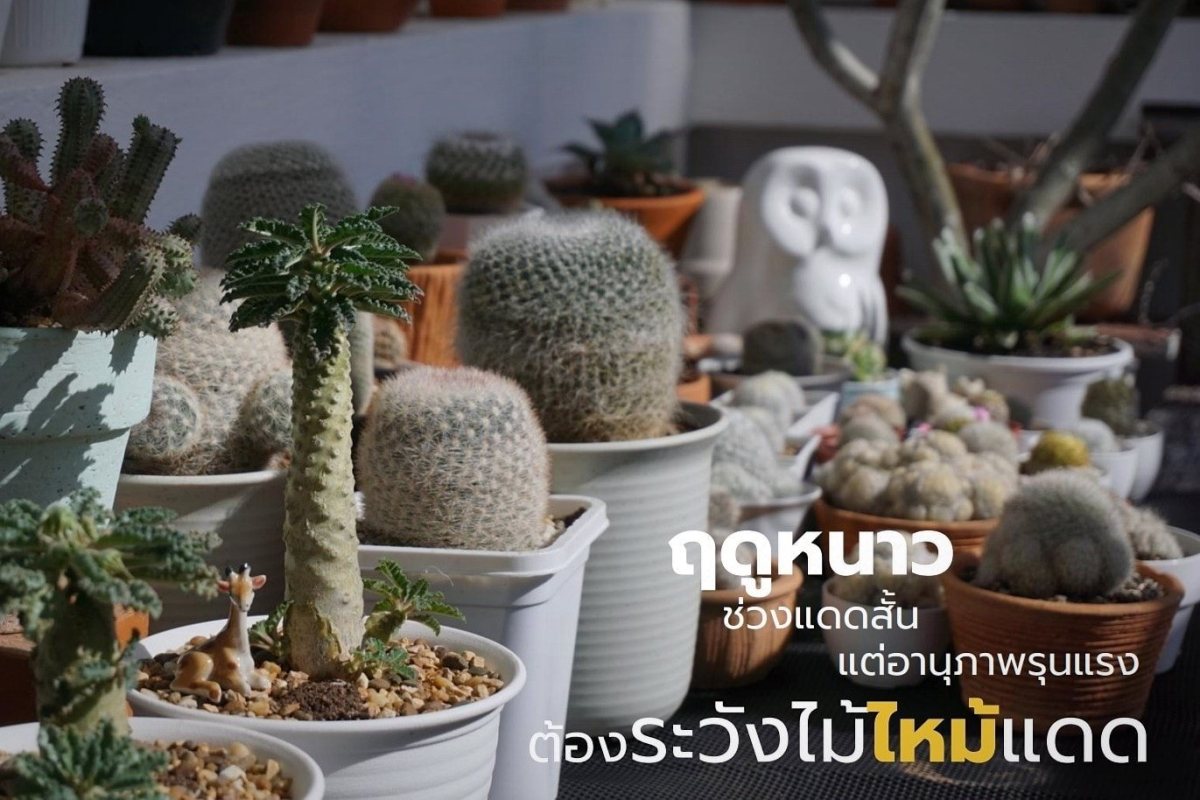 ระวัง!! กระบองเพชร ไม้อวบน้ำ ผิวไหม้แดด จนเกิดแผล ในช่วงฤดูหนาวที่แสงแดดแรง