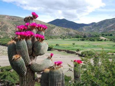 กระบองเพชร ตามธรรมชาติ เขาอยู่กันยังไง หน้าตาเหมือนแบบที่เรานำมาเลี้ยงกันไหม??