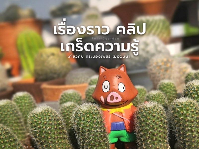 เรื่องราว คลิป เกร็ดความรู้ เกี่ยวกับ กระบองเพชร&nbsp;ไม้อวบน้ำ