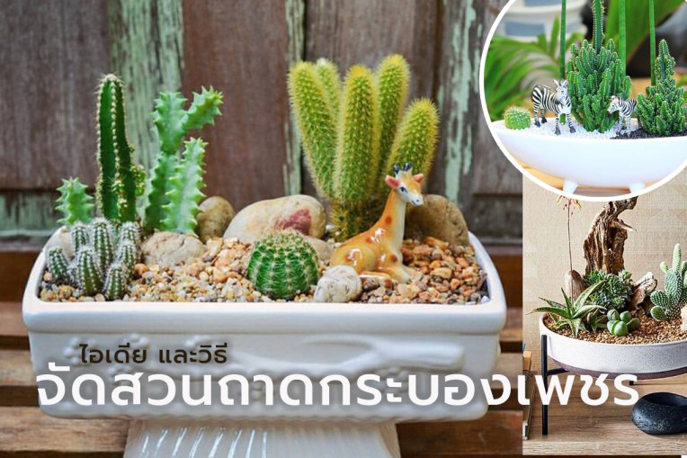 ไอเดีย และวิธีจัดสวนถาดกระบองเพชร น่ารักๆ