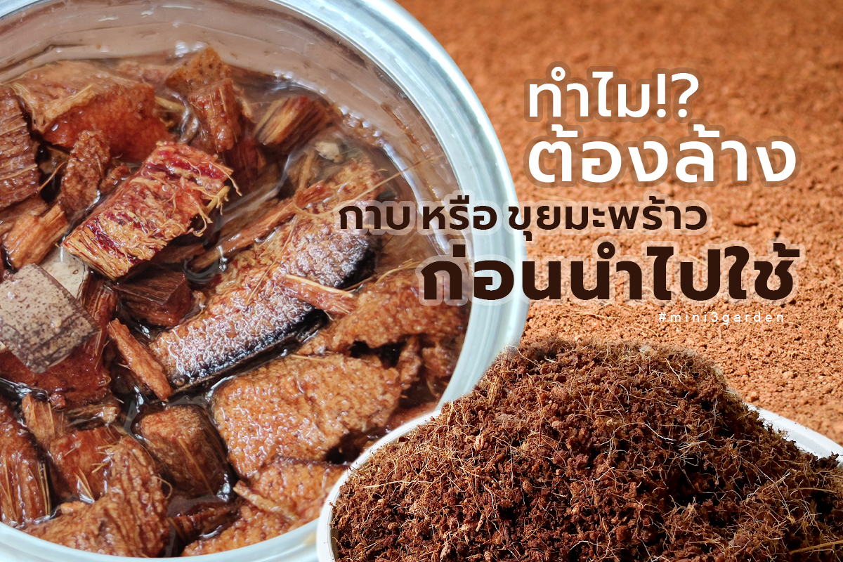 ทำไม!? ถึงจะต้องล้าง หรือหมัก กาบมะพร้าว ขุยมะพร้าว ก่อนนำมาใช้ปลูกต้นไม้