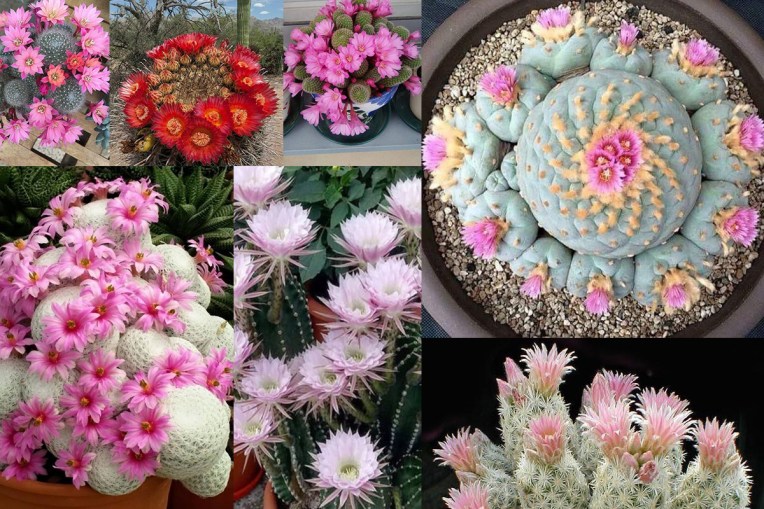 ดอกของเจ้ากระบองเพชร Cactus (แคคตัส) เสน่ห์ที่ใครหลายคนโดนตกให้หลงรัก