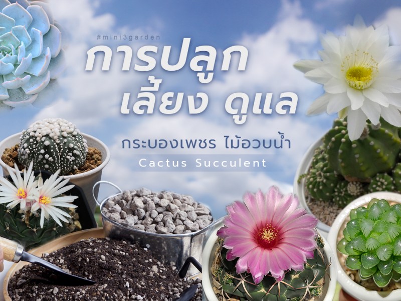 การปลูก เลี้ยง วิธีดูแล กระบองเพชร ไม้อวบน้ำ CACTUS&nbsp;แคคตัส