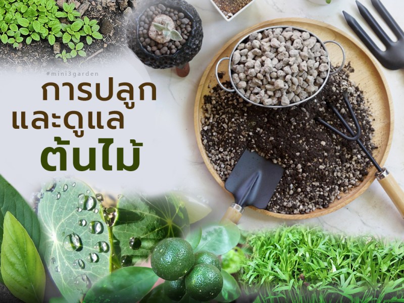 การปลูก / ดูแล / โรค / ศัตรูพืช / ประเภท สายพันธุ์ ต้นไม้ ไม้ดอก ไม้ประดับ&nbsp;พืชผักสวนครัว