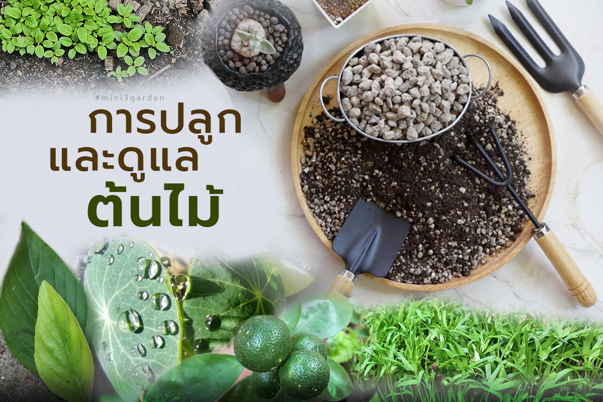 การปลูก / ดูแล / โรค / ศัตรูพืช / ประเภท สายพันธุ์ ต้นไม้ ไม้ดอก ไม้ประดับ&nbsp;พืชผักสวนครัว