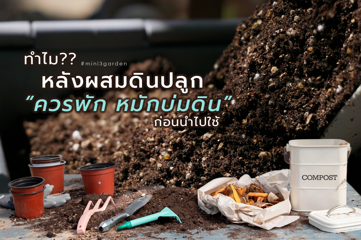 ทำไม?? หลังผสมดินปลูกแล้ว  ควรพัก หมักบ่มดิน&nbsp;ก่อนใช้