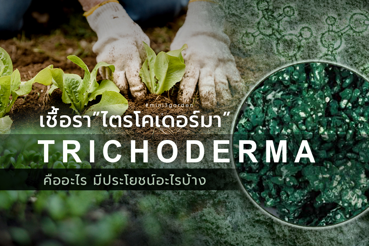 เชื้อรา ไตรโคเดอร์มา Trichoderma คืออะไร มีประโยชน์อะไรบ้าง ?? และวิธีการใช้ควบคุมโรคพืช