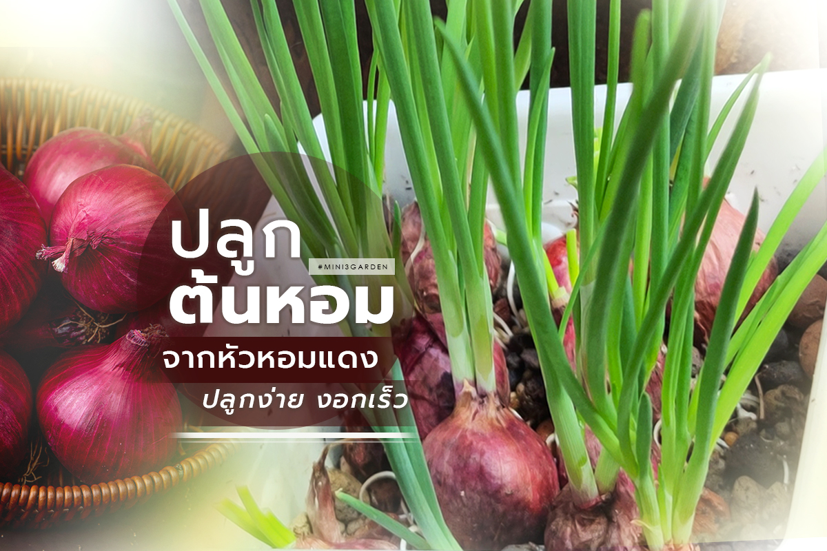 ปลูกต้นหอม จากหัวหอมแดง ปลูกง่าย งอกเร็ว ไม่ต้องดูแลเยอะ&nbsp;เก็บกินได้ตลอด