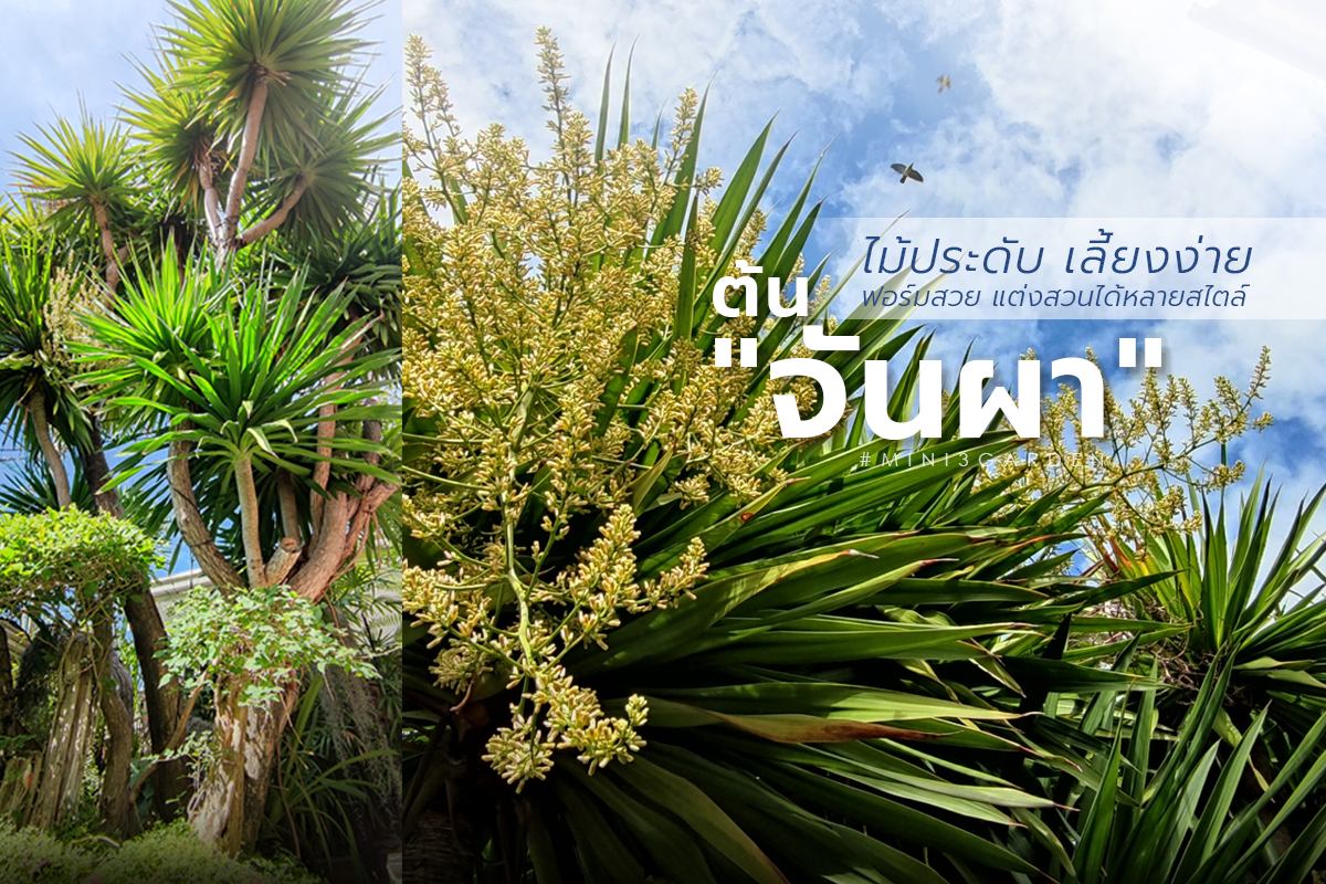 ต้น “จันผา” ไม้ประดับ เลี้ยงง่าย ฟอร์มสวย แต่งสวนได้หลายสไตล์