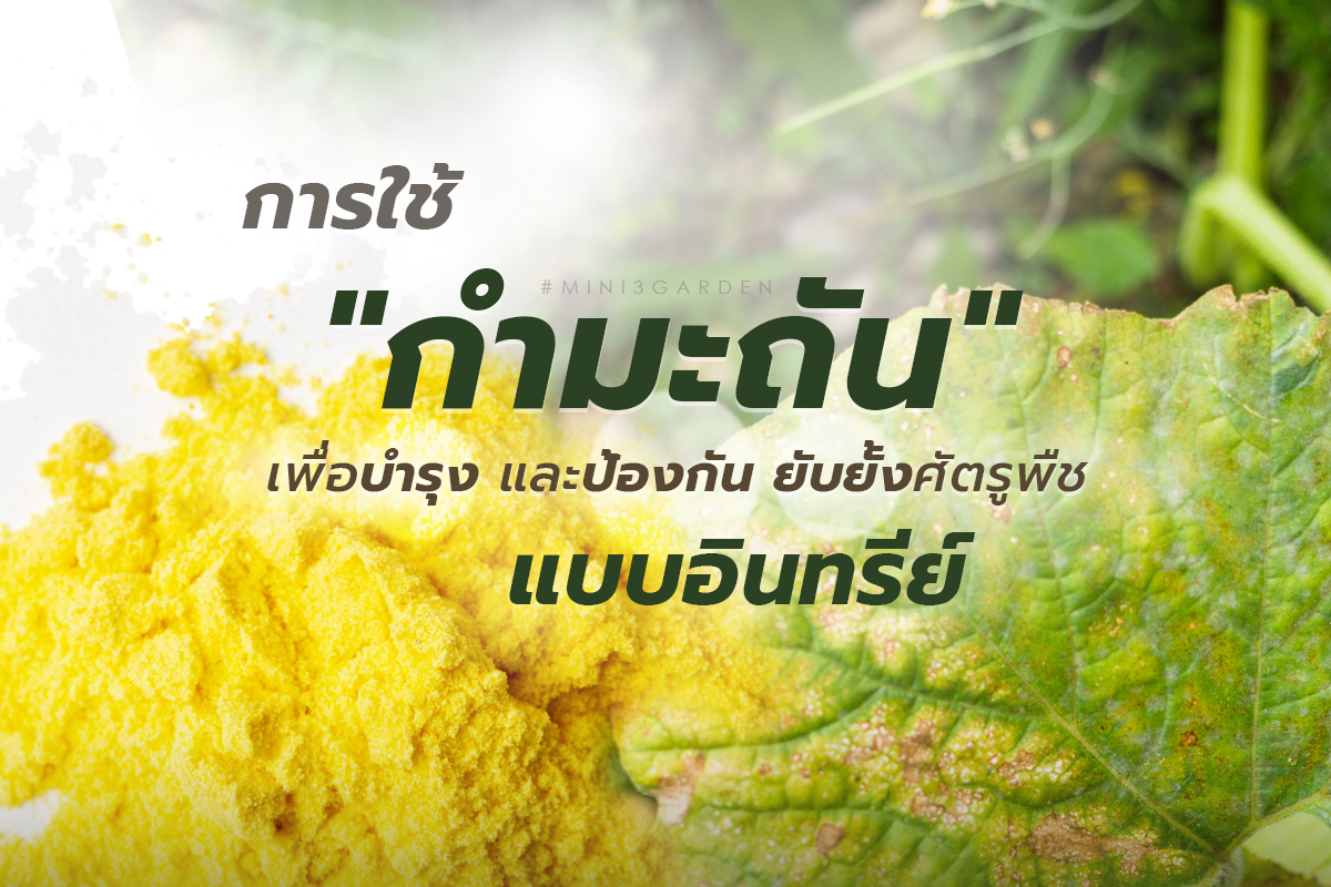 การใช้ “กำมะถัน” เพื่อบำรุง และป้องกัน ยับยั้งศัตรูพืช ตระกูลไร โรคตระกูลรา ในพืชแบบอินทรีย์
