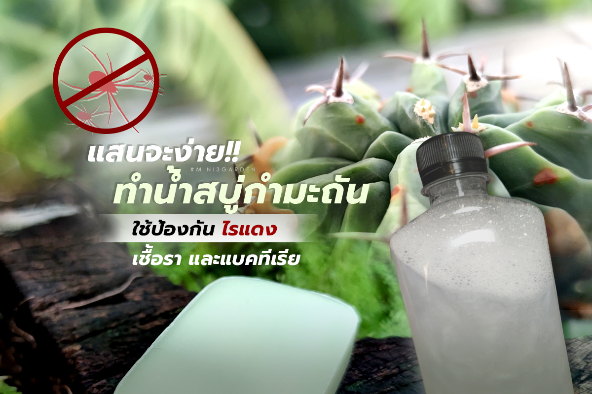แสนจะง่าย!! ทำน้ำสบู่กำมะถัน ใช้ป้องกันไรแดง ไรแมงมุง เชื้อรา และแบคทีเรีย ในต้นไม้&nbsp;แบบปลอดสารพิษ