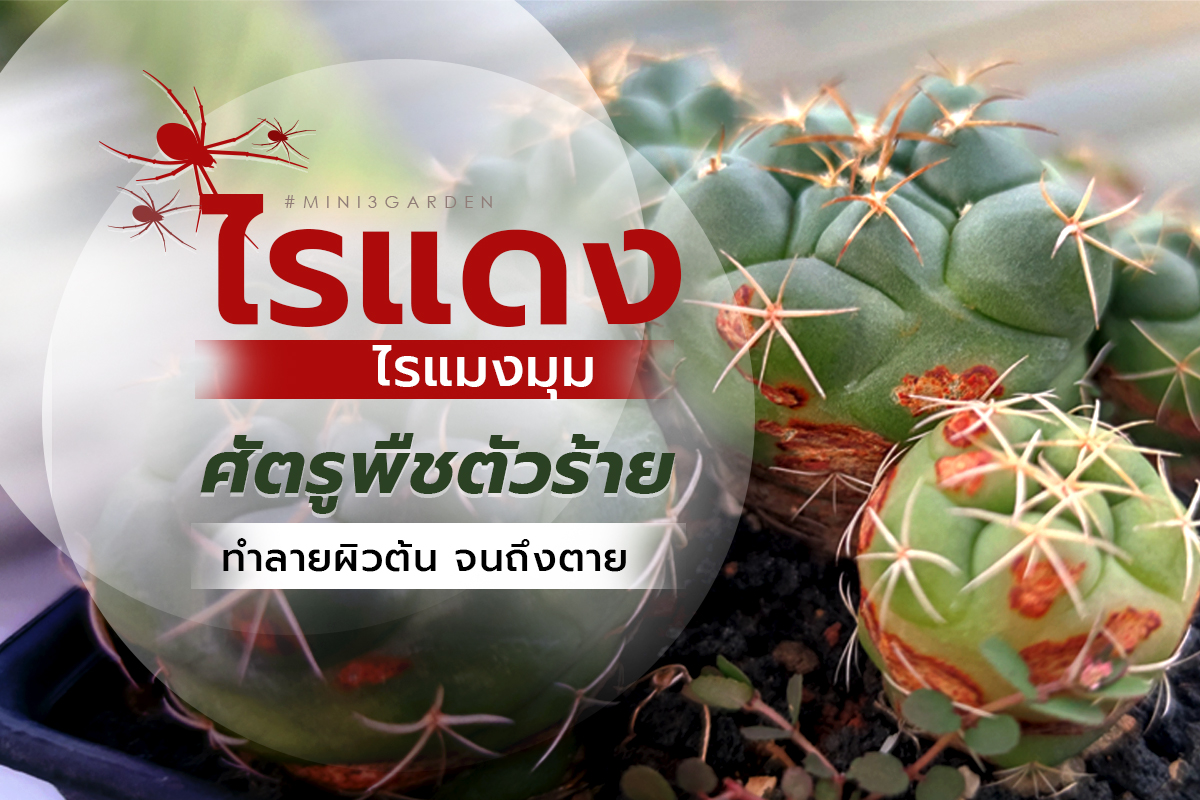 ไรแดง ศัตรูพืชตัวร้าย ดูดน้ำเลี้ยงจากต้น ทำลายผิวต้น กระบองเพชร ไม้อวบน้ำ จนเสียหาย&nbsp;และตายได้