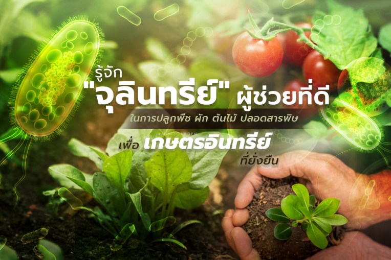 จุลินทรีย์ ผู้ช่วยที่ดีในการทำการเกษตร ปลูกพืช ผัก ต้นไม้ แบบอินทรีย์ ปลอดสารพิษ&nbsp;ที่ยั่งยืน
