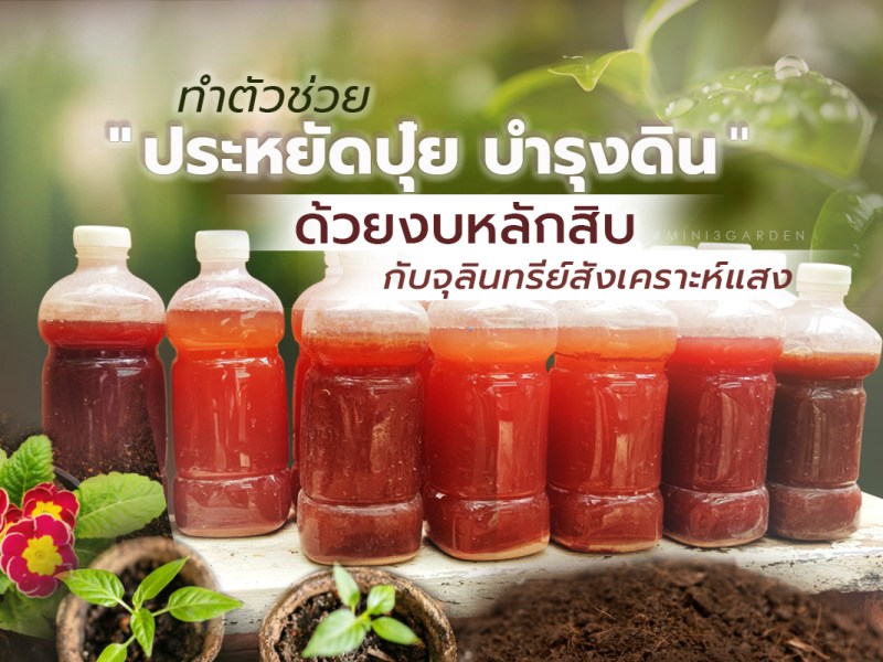 ทำตัวช่วย” ประหยัดปุ๋ย บำรุงดิน ” ด้วยงบหลักสิบ กับจุลินทรีย์สังเคราะห์แสง