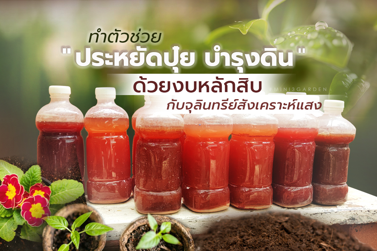 ทำตัวช่วย” ประหยัดปุ๋ย บำรุงดิน ” ด้วยงบหลักสิบ กับจุลินทรีย์สังเคราะห์แสง